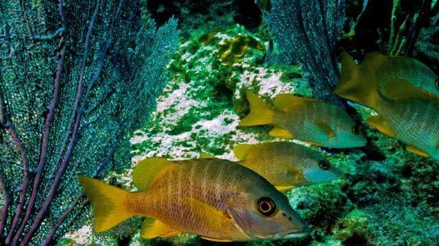 A school of snapper swim on Molasses Reef in Key Largo in November 2017.